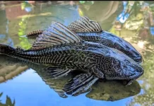 Ikan Sapu-Sapu Dianggap Hama, Ini Alasannya