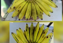 Pisang Ambon Kian Diminati, Jadi Pelengkap Favorit Menu Makan Sehat Masyarakat