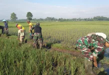 TNI dan Petani Bersihkan Irigasi Nogosari Lumajang