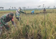 Petani di Tekung Lumajang Panen Raya Padi