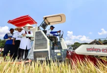 Produksi Padi Banyuwangi Capai 160 Ribu Ton
