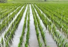 Petani Jember Mulai Memasuki Masa Tanam
