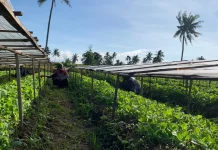 Bibit Tembakau Maesan Diburu Petani Luar Daerah