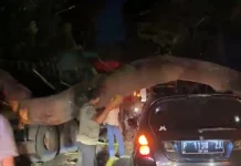 Pohon Besar Tumbang, Pantura Sempat Macet