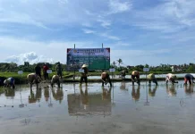Tanam Padi 672 Hektare, Banyuwangi Dukung Target LTT Jatim