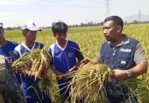 Dorong Literasi Pangan Bulog Jember Edukasi Siswa