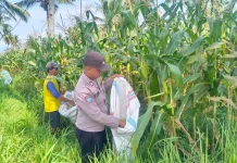 Polisi Turun Sawah, Dampingi Panen Jagung di Candipuro