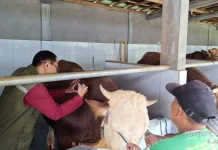 Cegah PMK Jelang Idul Adha, Banyuwangi Percepat Vaksinasi Ternak