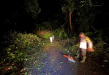 Hujan Deras, Pohon Tumbang Tutup Akses Ranupani Lumajang