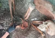 AI Hidupkan Wajah Korban Letusan Pompeii 2.000 Tahun Lalu