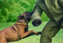 K-9, Peran Anjing dalam Kepolisian dan Militer