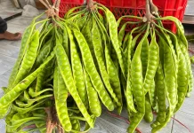 Manfaat Pete bagi Kesehatan