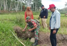 TNI Dampingi Petani  Lumajang Atasi Hama Tikus