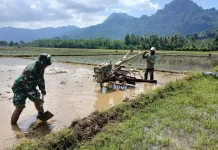 TNI Lumajang Turun Sawah Dukung Ketahanan Pangan