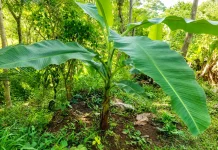 Pakak Kresek: Pisang Jawara Lumajang yang Mulai Diburu Sejak Masih Bibit