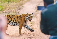 Larangan Selfie dan Ponsel, Aturan Baru dalam Wisata Safari