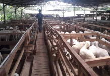 Tips Memilih Hewan Kurban yang Tepat dan Sesuai Syariat