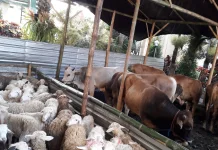Lapak Kurban Wajib Penuhi Standar Kesehatan