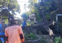 Pohon Tumbang Menutup Jalur Pantura Situbondo