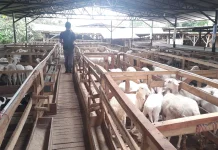 Jelang Idul Adha, Pemotongan Kurban Dianjurkan di RPH Resmi