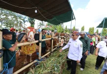 Parade Ternak Banyuwangi, Sapi Jumbo Jadi Daya Tarik