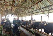 Jelang Iduladha, Stok Sapi hingga Domba di Jember Dipastikan Aman