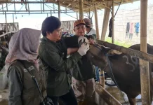 Antisipasi PMK Jelang Iduladha, DKP3 Jember Perkuat Vaksinasi