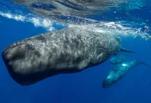 Ilmuwan Gunakan Robot Bawah Laut untuk Menguping Suara Paus