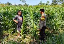 Polisi Turun ke Sawah, Program Jagung di Lumajang Berhasil