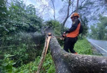 Angin Kencang Tumbangkan Pohon di Curahdami