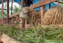 Mejelang Idul Adha, Pedagang Kambing Musiman Mulai Bermunculan