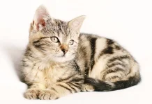 Dokter Hewan IPB: Pelihara Kucing Tidak Sebabkan Mandul