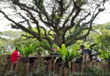 De Djawatan Jadi Destinasi Terpadat saat Long Weekend Banyuwangi