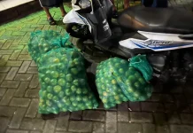 Pencuri Jeruk di Gambiran Banyuwangi Babak Belur Dihajar Warga
