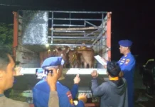 Satpolairud Cek Pengiriman Hewan Ternak jelang Idul Adha