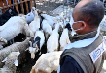 Banyuwangi Surplus Ternak, Stok Hewan Kurban Dipastikan Aman