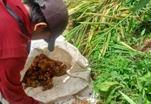 Harga Rimpang di Situbondo Murah kecuali Kencur