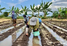 Dukung Produk Pertanian, Rutan Tanam 3.000 Bibit Tembakau