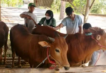 Disnakkan Bondowoso Periksa Hewan Kurban di Lapak Al Fajri
