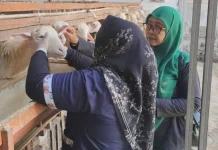 Menjelang Idul Adha, Disnakkan Periksa Hewan Ternak