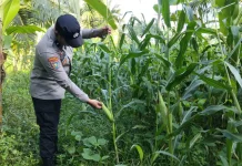 Polres Lumajang Kawal Ketahanan Pangan dari Ladang Jagung