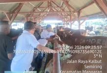 Populasi Sapi Potong di Situbondo Capai 153.462 Ekor