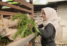 Alumni Unmuh Jember Sukses Bangun Bisnis Domba
