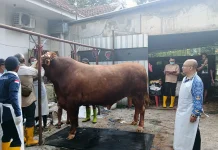 Sapi Terpilih Jadi Kurban Presiden, Peternak : Alhamdulillah, Bangga