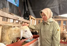 DKPP Lumajang Intensifkan Pemeriksaan Hewan Kurban