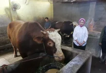 Sapi “Kang Jo" Asal Desa Sukosari Lumajang Terpilih Jadi Hewan Kurban Presiden
