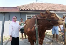 Sapi Peternak Lumajang Terpilih Menjadi Hewan Qurban Presiden RI