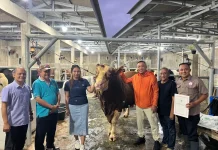 Sapi Simental 1 ton Milik Presiden Dikurbankan di Situbondo