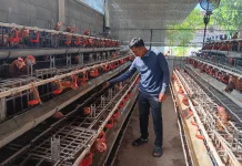 Harga Telur Anjlok di Situbondo, Peternak Merugi