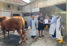 Sapi Kurban Presiden Prabowo di Bondowoso Capai 1 Ton Lebih